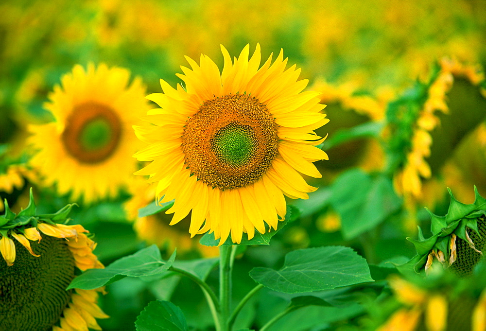 Sunflower plant in the Loire Valley in France