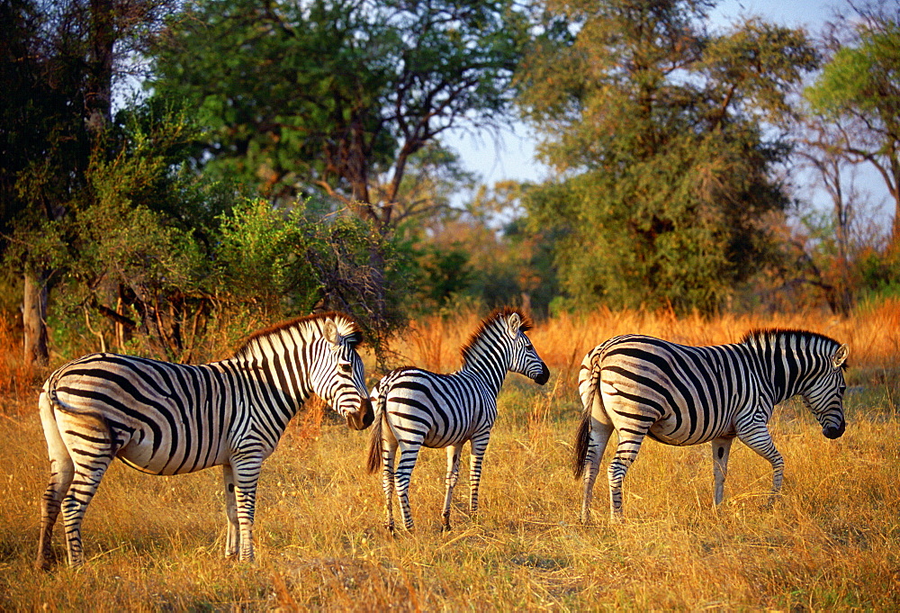 A herd of Burchell's Zebra  in Moremi National Park , Botswana