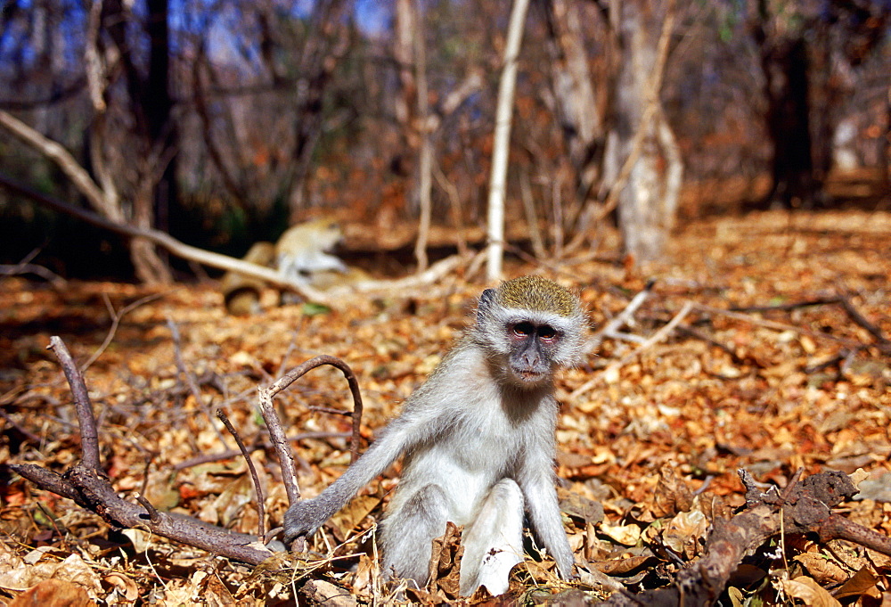 Vervet monkey  among fallen dead leaves in Zimbabwe