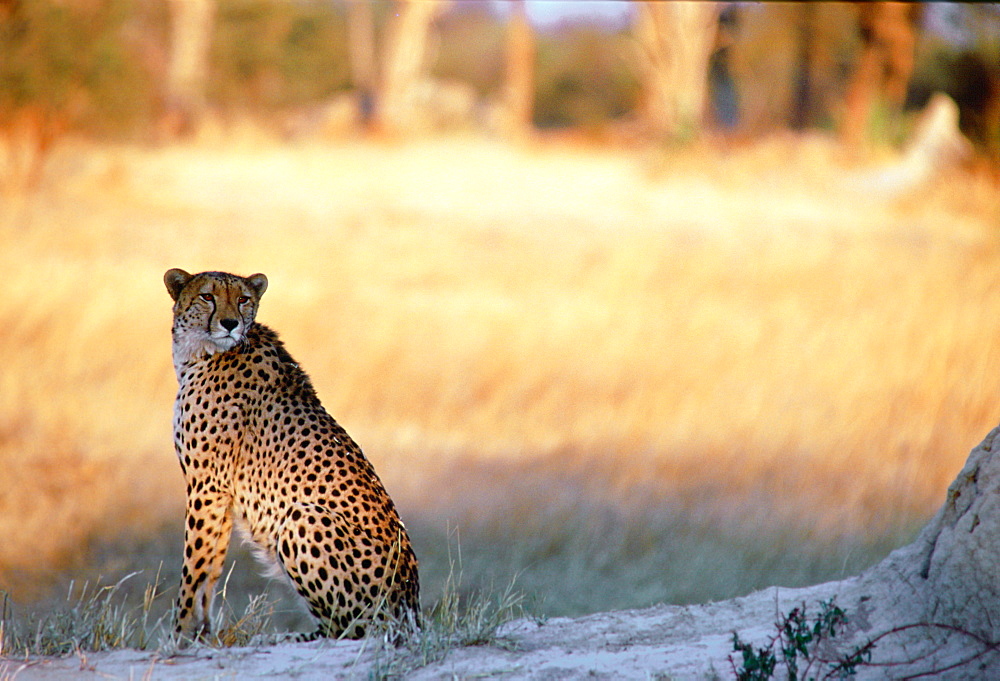 Cheetah at sunset sitting by termite mound  in Moremi National Park , Botswana