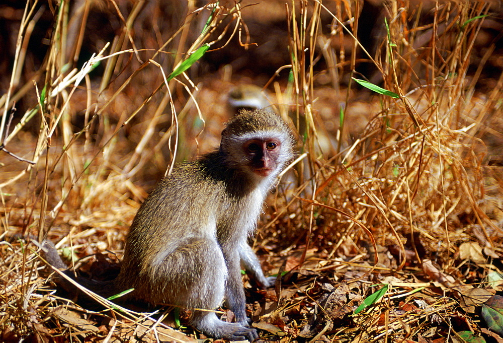 Vervet monkeys  among fallen dead leaves in Zimbabwe