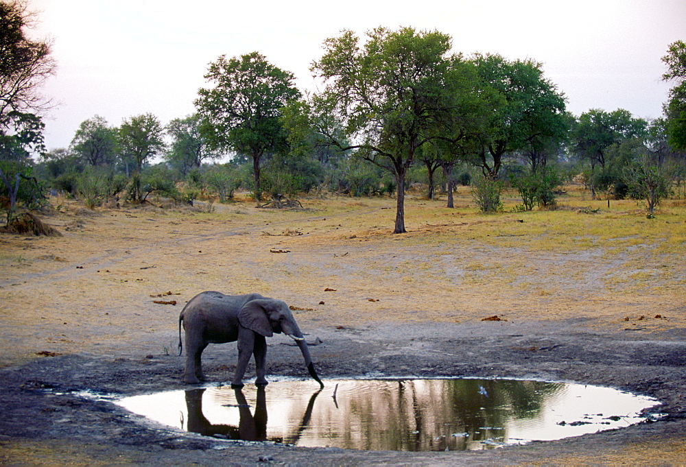 Lone young elephant drinking at a water hole at dusk, Botswana, Africa