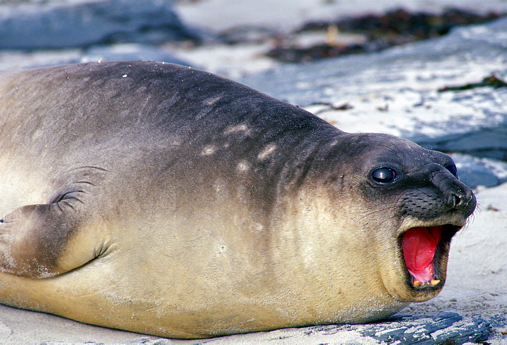 Young elephant seal,  Sea Lion Island, Falklands Isles, South Atlantic