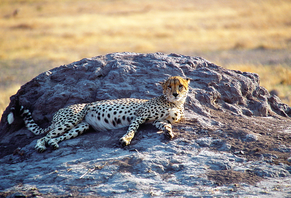 A cheetah resting on an old termite mound, Moremi Game Reserve, Botswana, Africa.