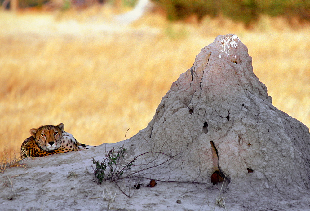 Cheetah at sunset lying by termite mound  in Moremi National Park , Botswana