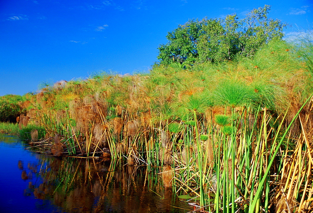 Papyrus and a water channel, Okavango Delta in Northern Botswana, Africa