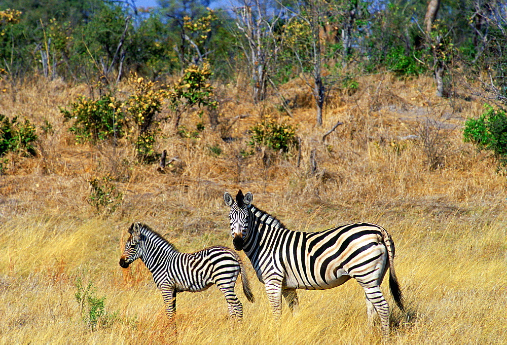 Burchell's Zebra and foal in Northern Botswana, Africa