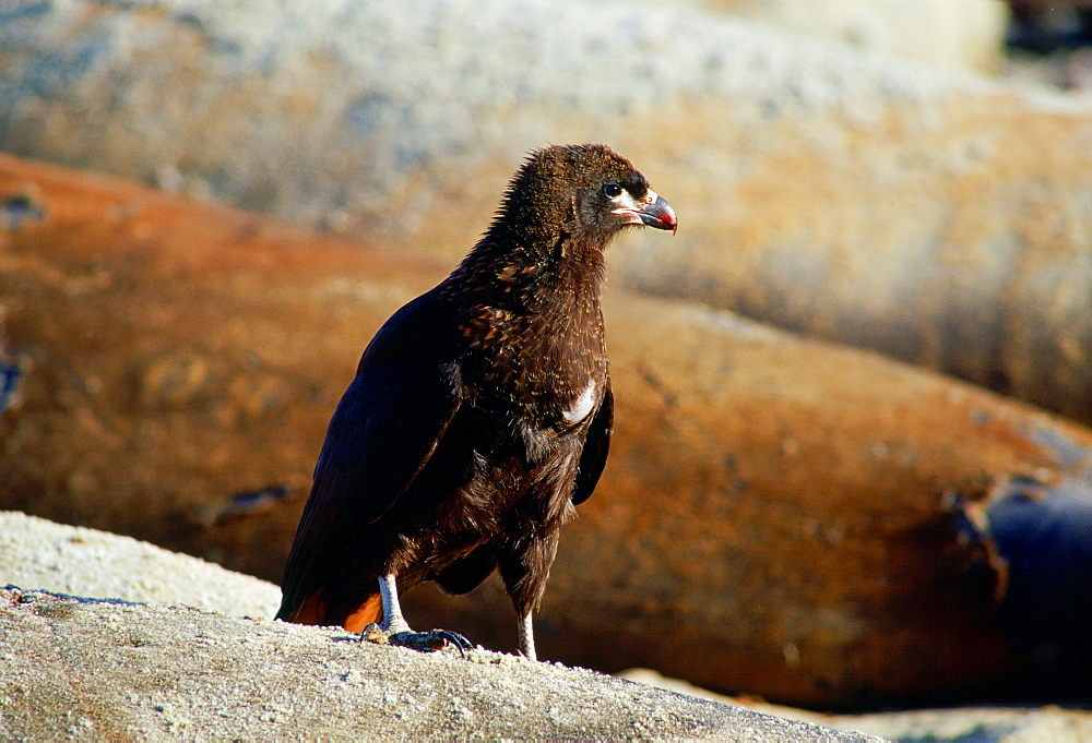 A Johnny Rook or Striated Caracara (Phalcoboenus australis), one of the world's rarest birds of prey, resting on the beach of Sea Lion Island in the Falklands, South Atlantic with elephant seals behind.