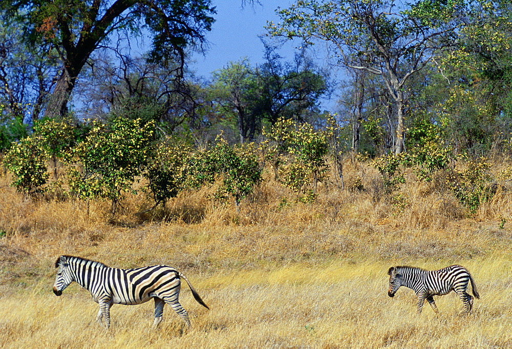 A Bruchell's Zebra walking with her foal in Moremi Game Reserve, Okavango Delta, Africa.