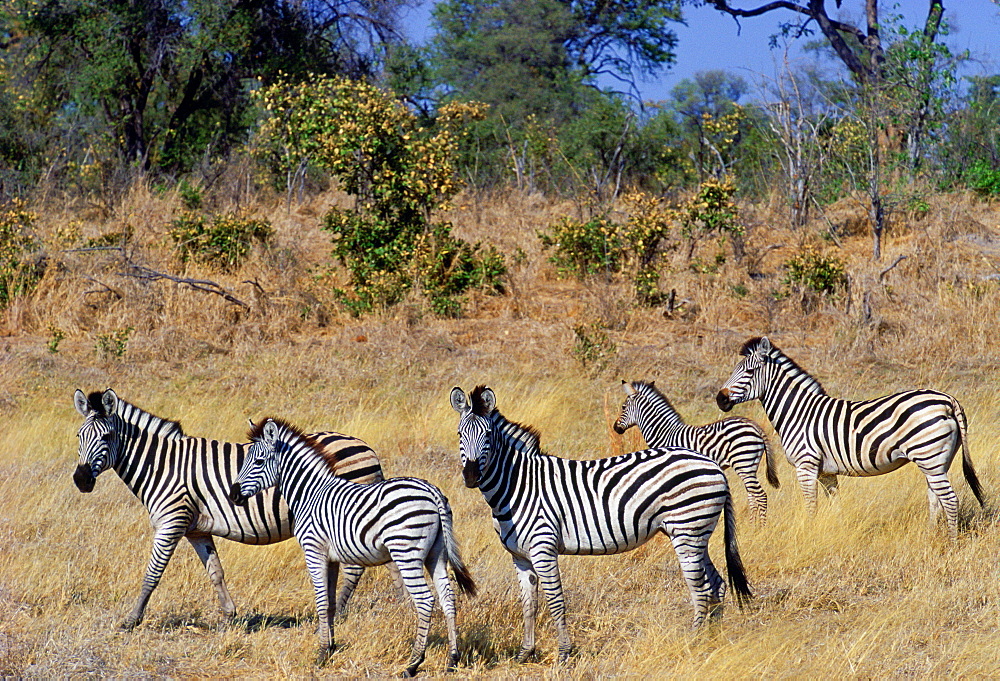 Burchell's Zebra and foal in Northern Botswana, Africa