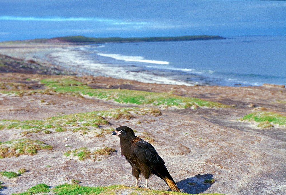 A Johnny Rook or Striated Caracara (Phalcoboenus australis), one of the world's rarest birds of prey, resting on the beach of Sea Lion Island in the Falklands, South Atlantic.