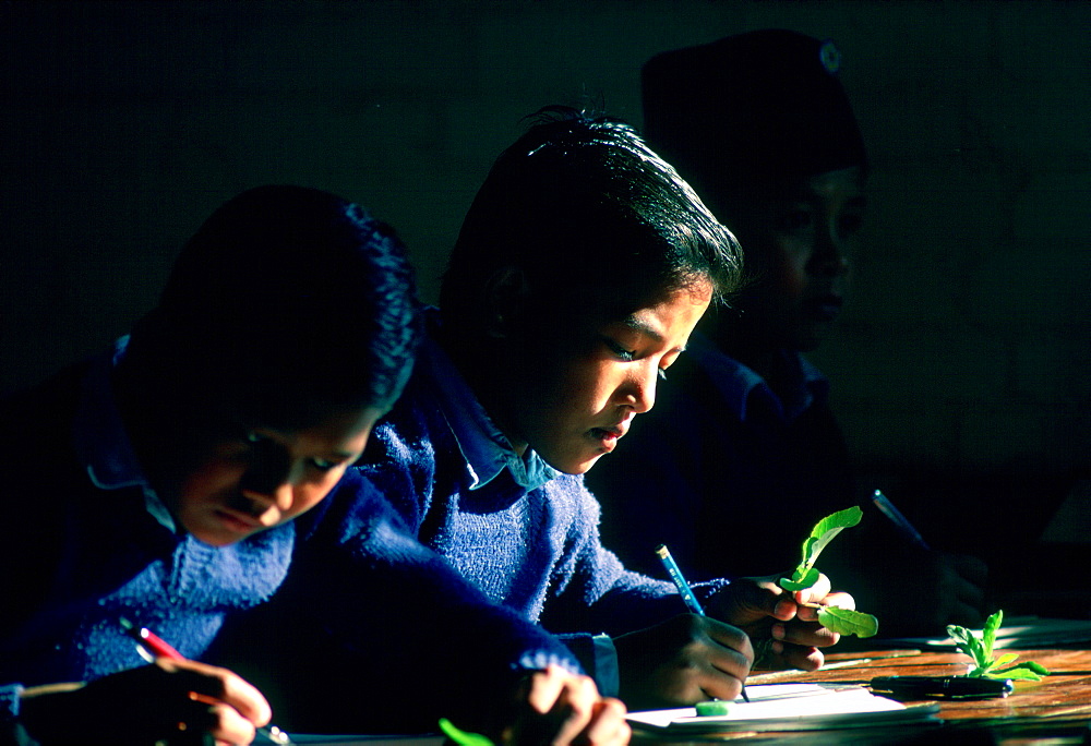 Schoolboys at work during a Biology lesson at a school in Kathmandu, Nepal