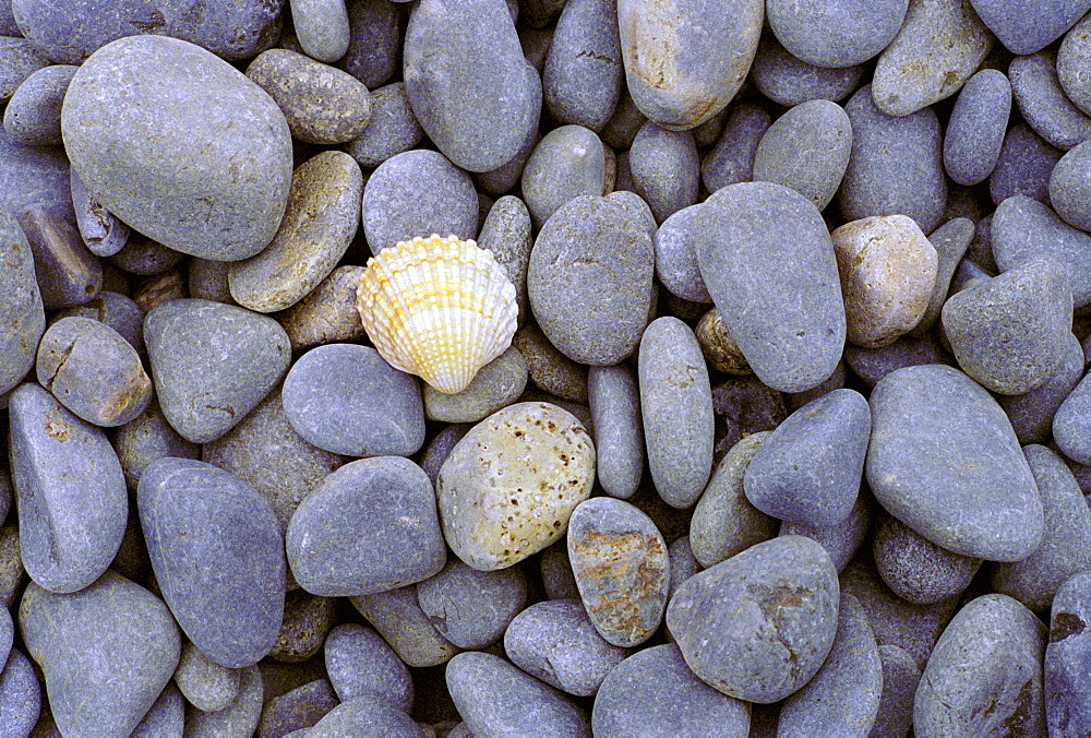 A single shell among sea-washed stones on a beach in Normandy, France