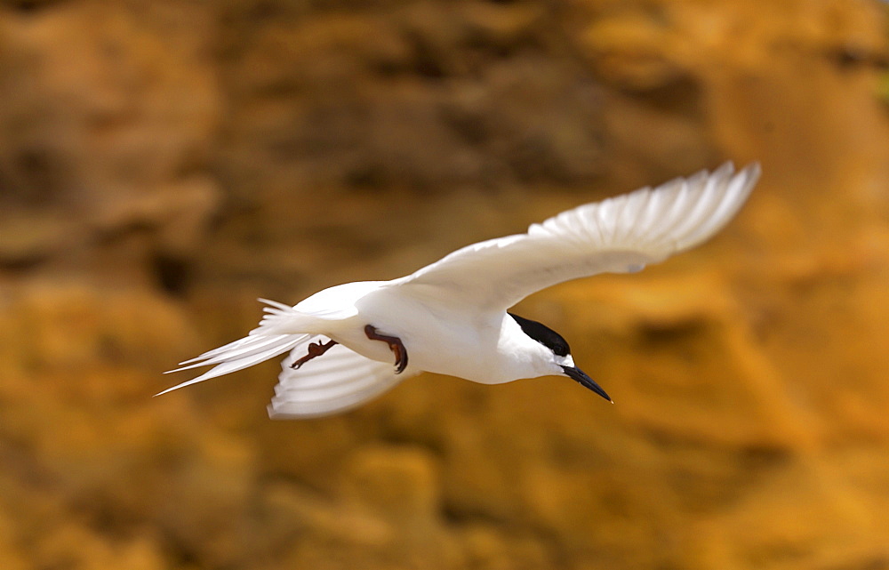 White-fronted tern Sterna Striata) in full flight over a beach near South Head on the Tasman Sea,  North Island, New Zealand