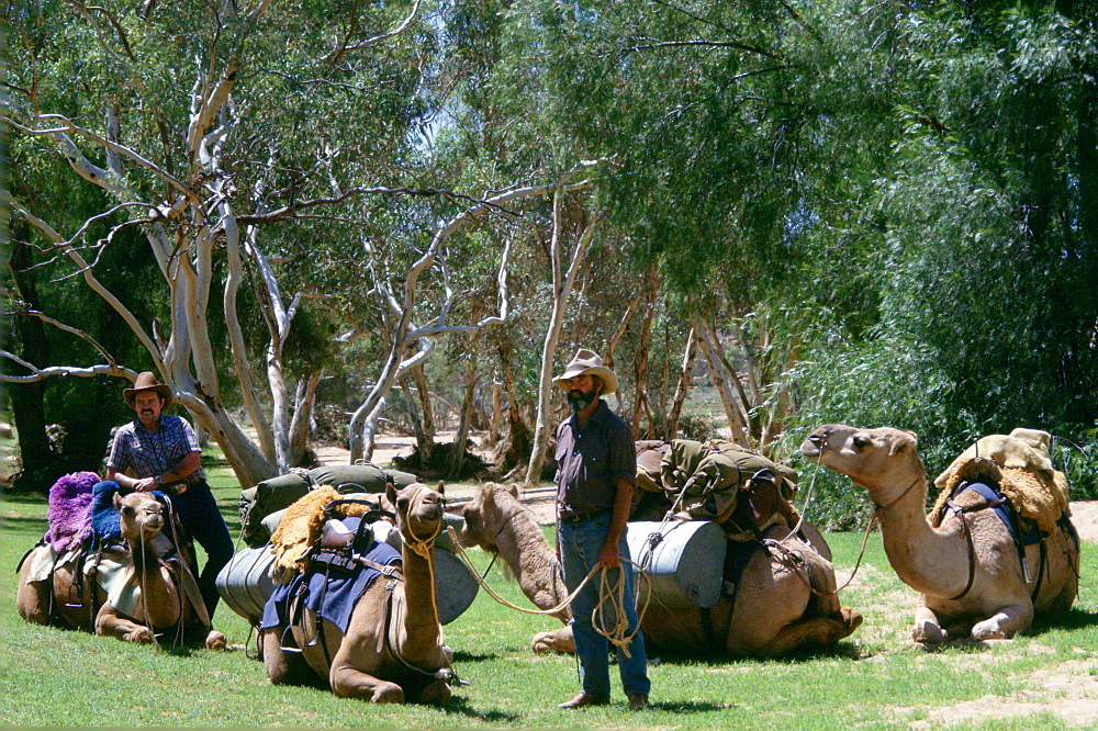 Camel drovers with their camels at Alice Springs in Australia