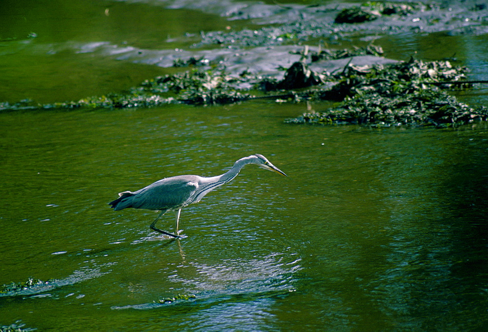 A heron fishing in the Helford Estuary in Cornwall, England, United Kingdom