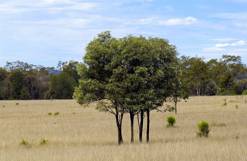 Trees, Queensland, Australia