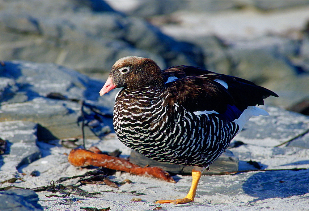 Female Kelp goose standing on one leg, Falkland Isles, South Atlantic