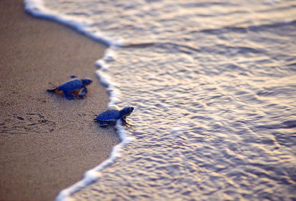 A pair of turtles on the beach in Cyprus