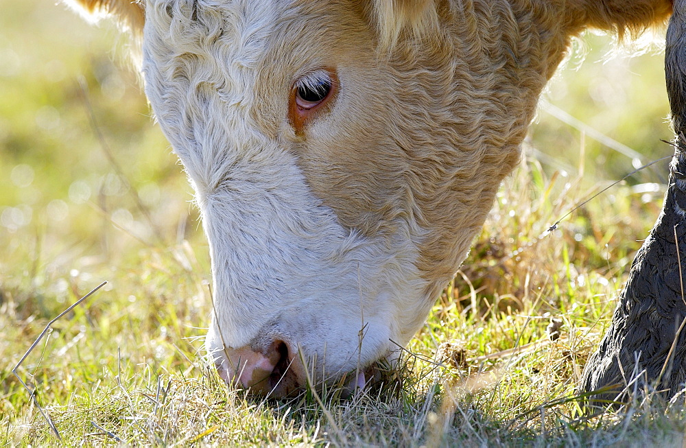 Cow grazing in a meadow  in Oxfordshire, England