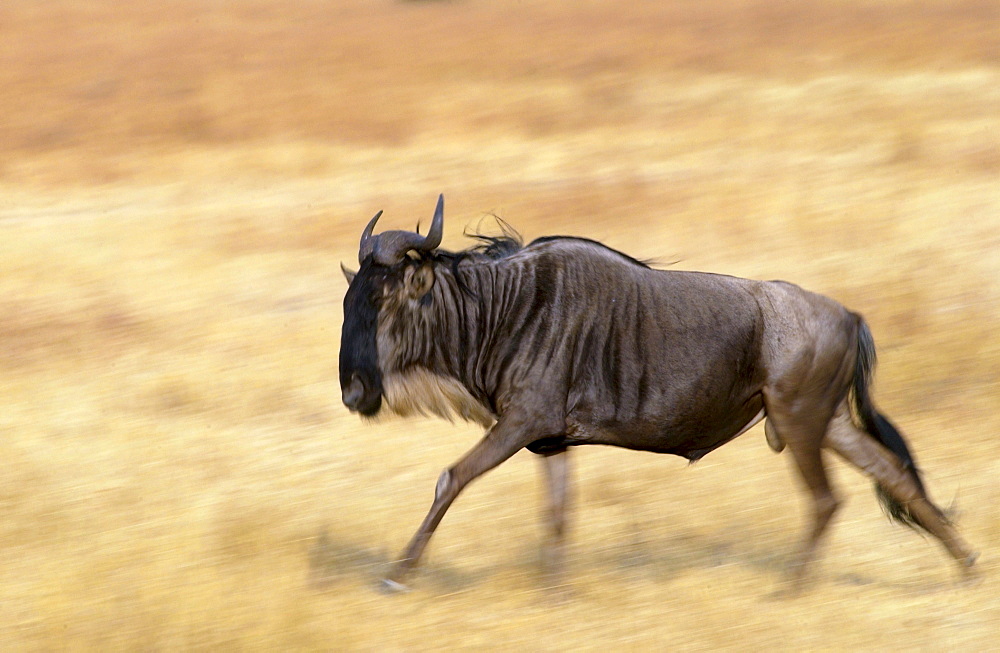 Migrating Blue Wildebeest running, Grumeti, Tanzania