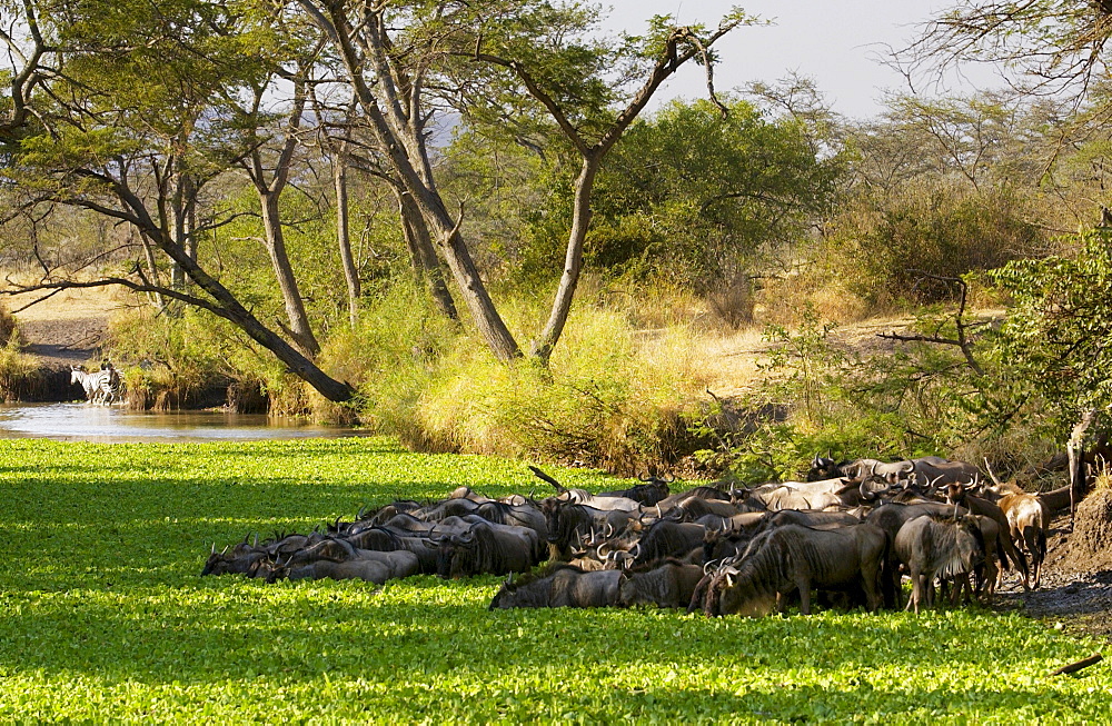 Herd of migrating Blue Wildebeest drinking, Grumeti, Tanzania