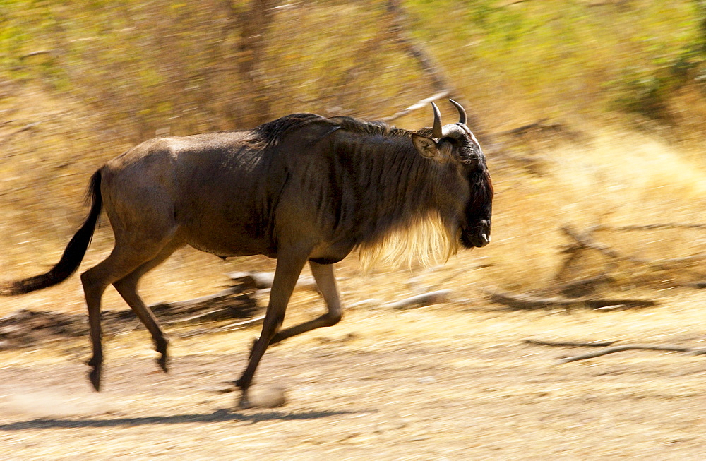 Migrating Blue Wildebeest running , Grumeti, Tanzania