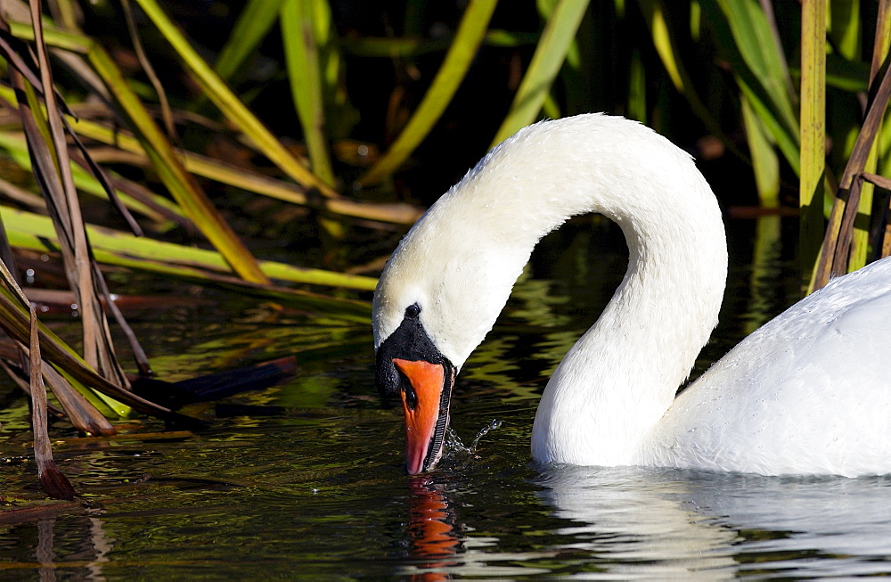 Mute swan dabbling on the River Windrush in Oxfordshire, England