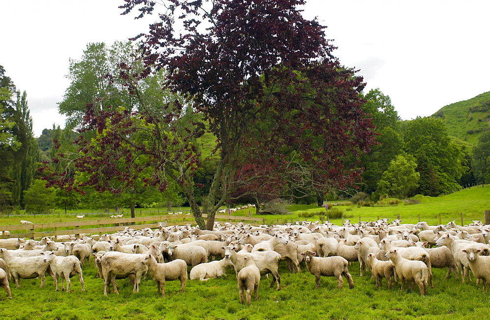 Flock of sheep on a farm  near Waiuku on North Island  in New Zealand