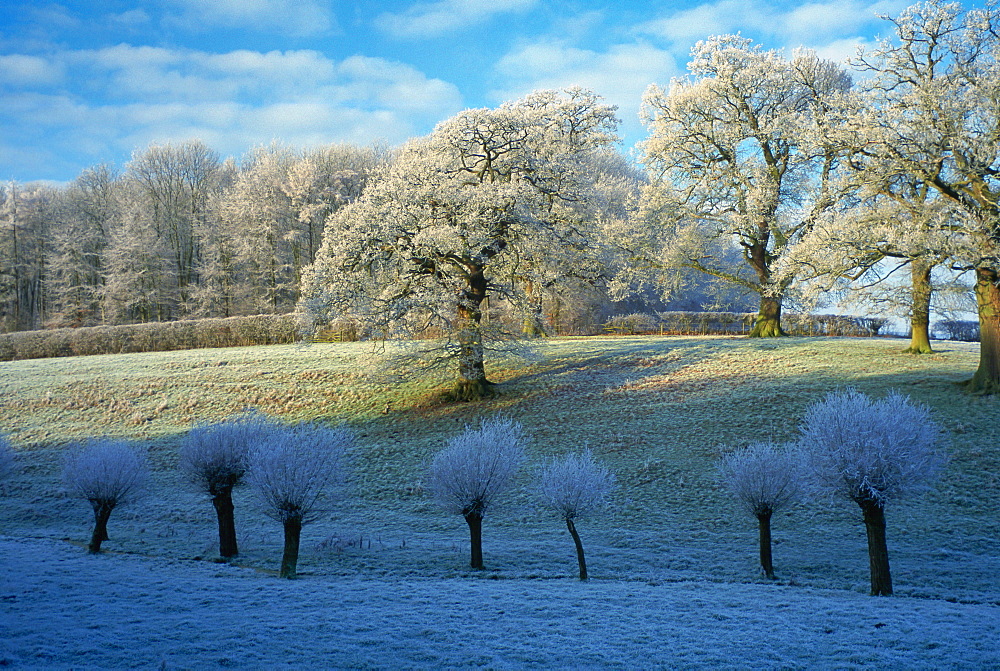 Heavy frost on trees in a field in Swinbrook, Oxfordshire in the Cotswolds area of rural England, United Kingdom