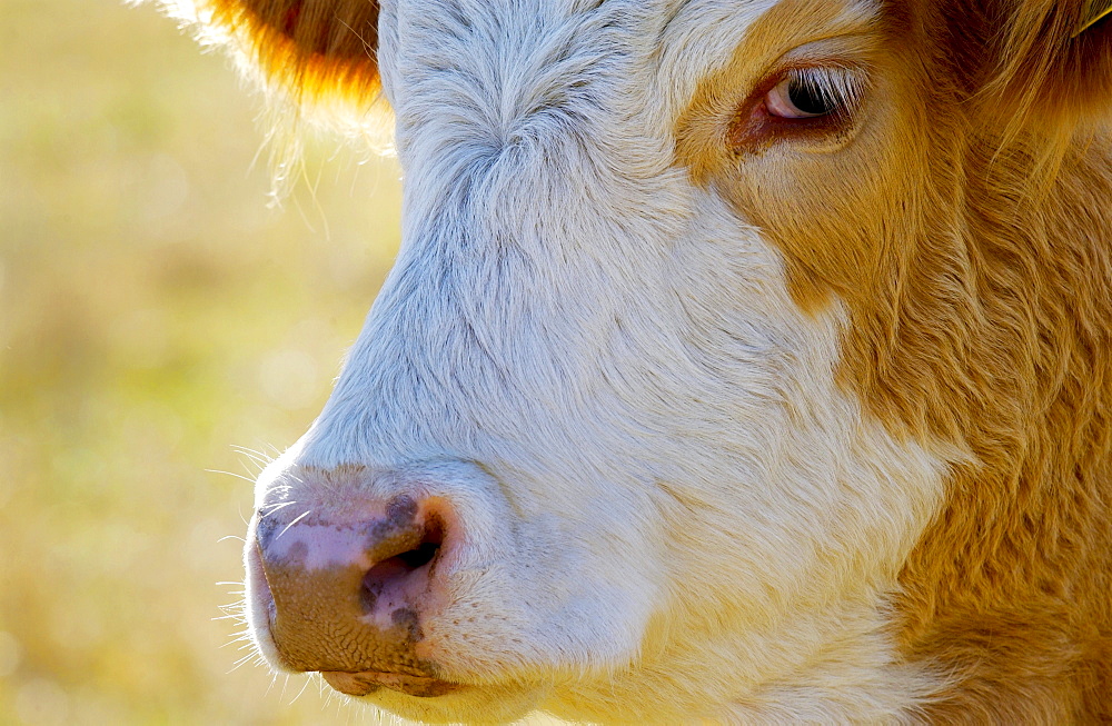 Cow in a meadow  in Oxfordshire, England