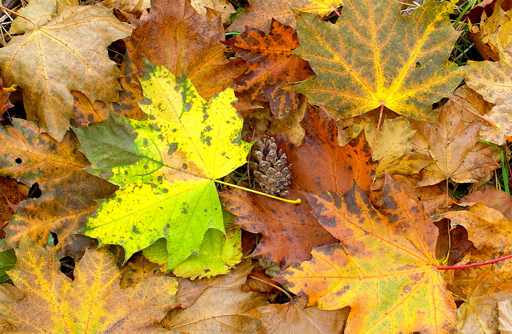 Autumn leaves and pine cone on woodland floor, England