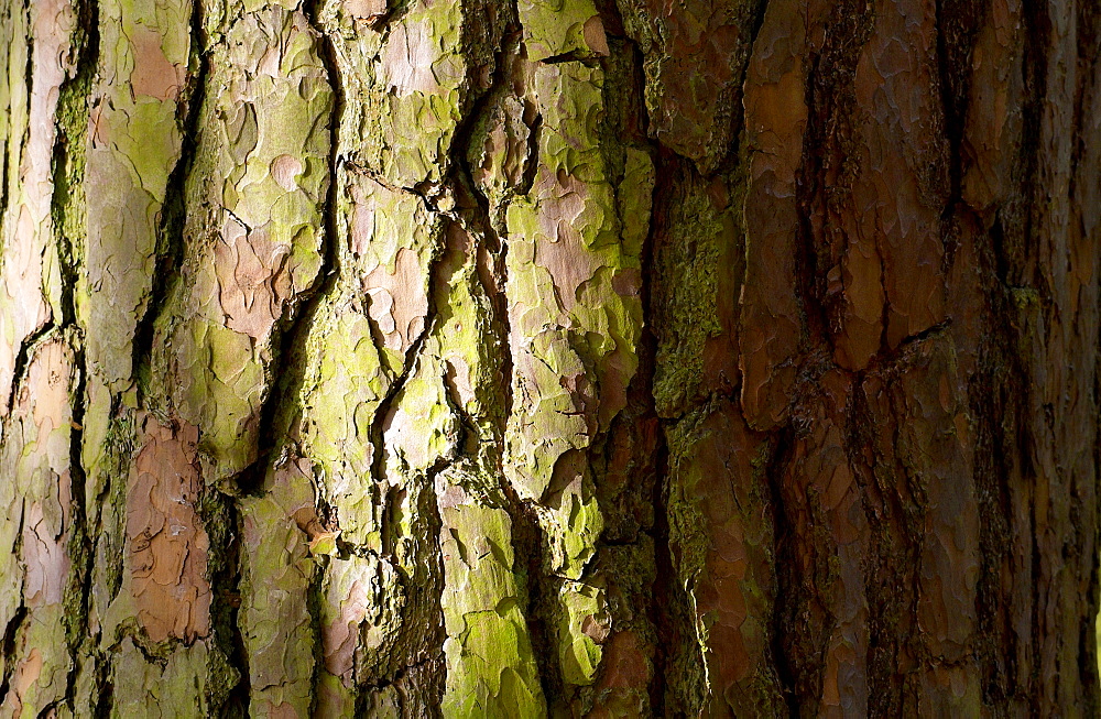 Trunk and bark of a fir tree in woodland, Oxfordshire, England