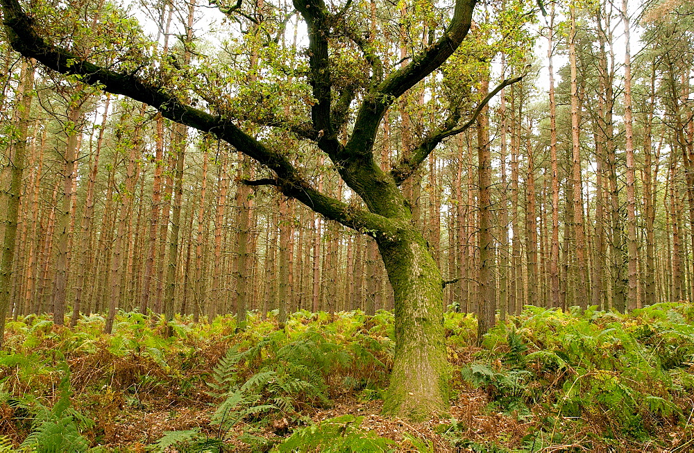 Woodland sceneduring autumn in Oxfordshire, England