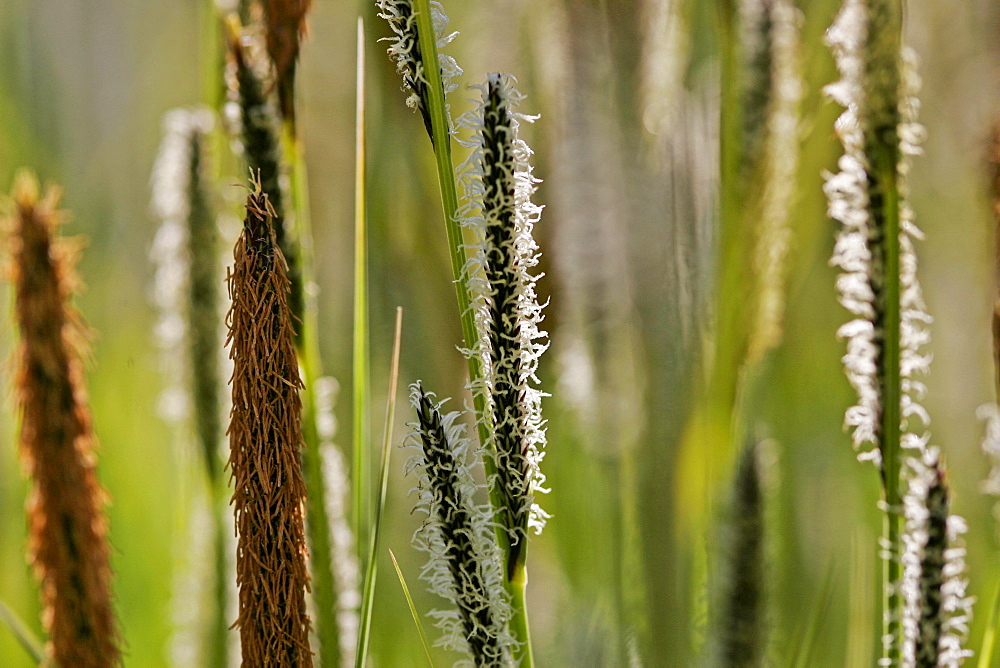 WildGrasses growing, England