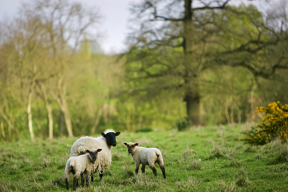 Sheep with young lambs, Cotswolds England