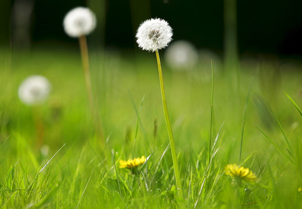 Dandelions growing, England