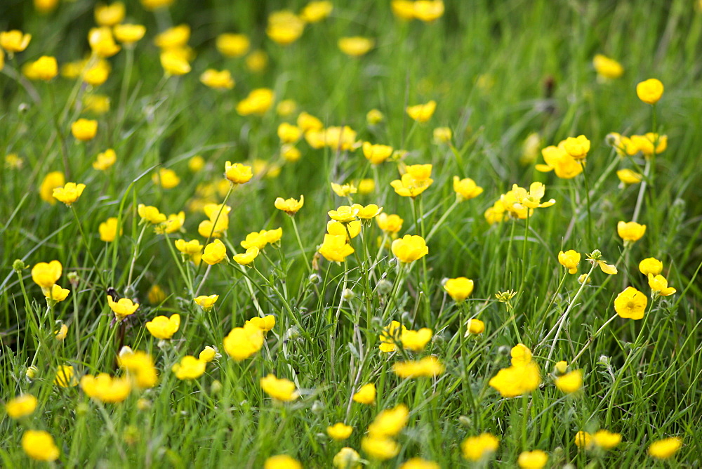 Buttercups growing in a meadow, Oxfordshire, Cotswolds, England