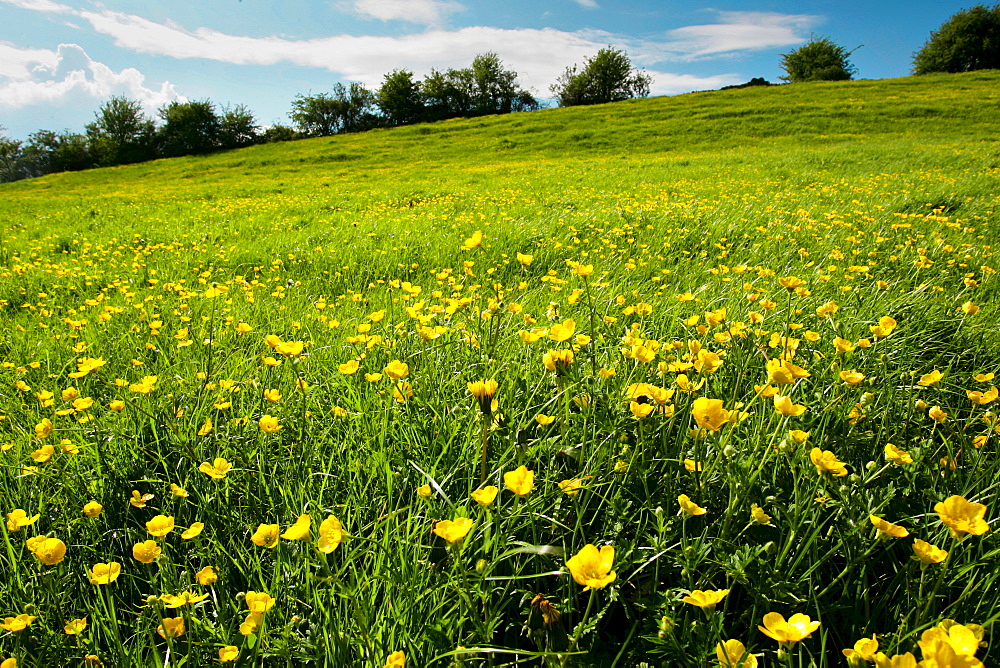 Buttercups in meadow, England