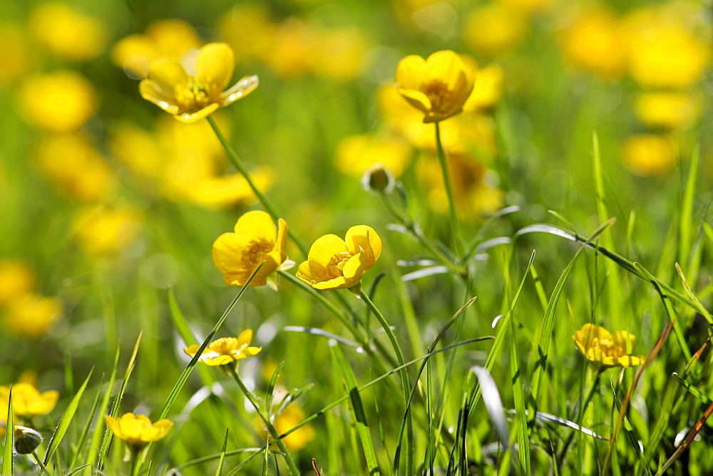 Buttercups, England