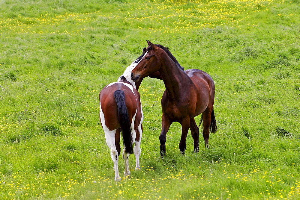 Bay horse and skewbald horse mutual grooming in a paddock, Oxfordshire, England