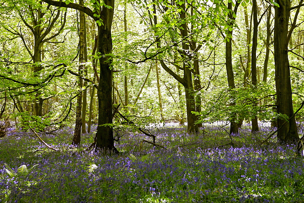 Bluebells in a wood, England