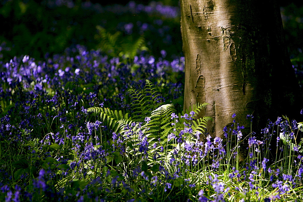 Bluebells and ferns in woodland, England