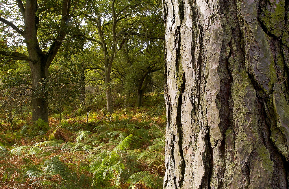 Woodland during autumn in Oxfordshire, England