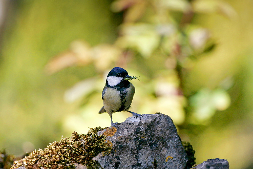 Great Tit holding an insect in its beak, England