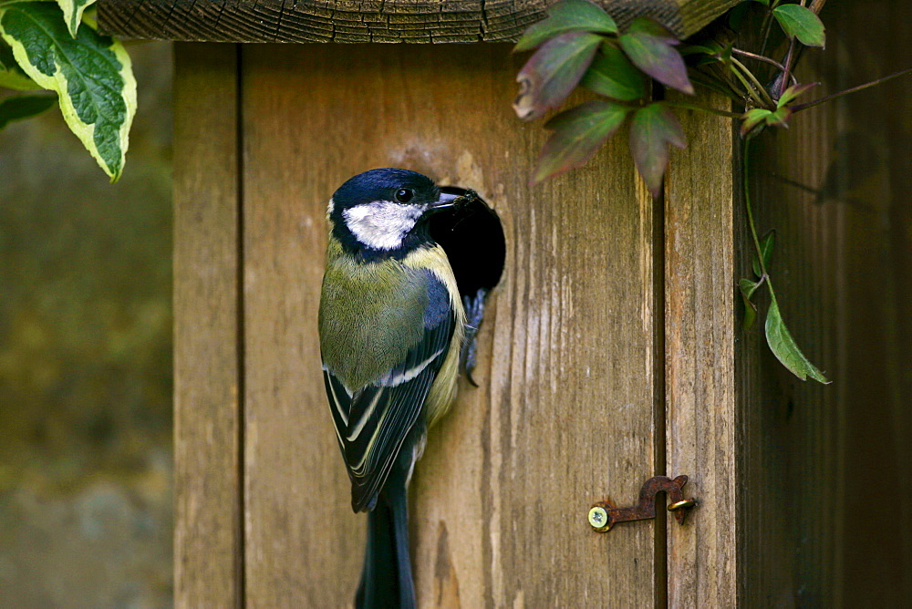 Great Tit holding an insect in its beak rests on a bird box, England