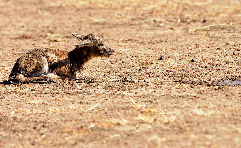 Young Thomsons Gazelle, Grumeti area, Tanzania, Africa