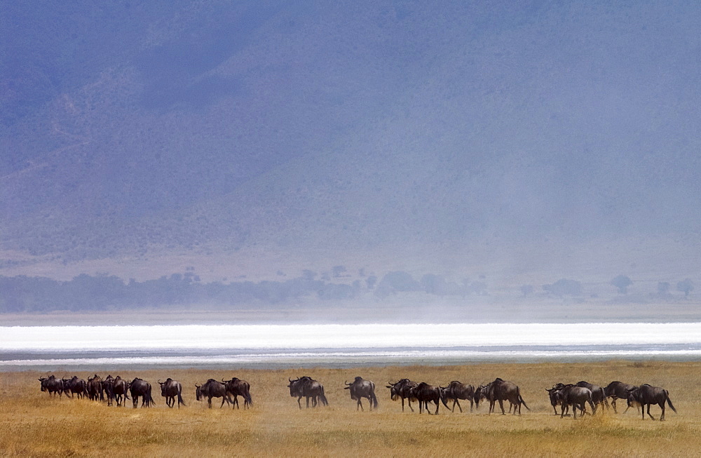 Herd of Blue Wildebeest, Ngorongoro Crater, Tanzania, East Africa