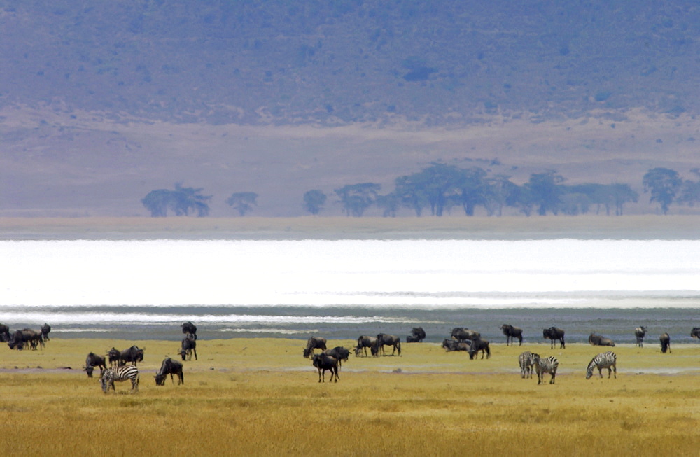 Blue Wildebeest, Ngorongoro Crater, Tanzania, East Africa