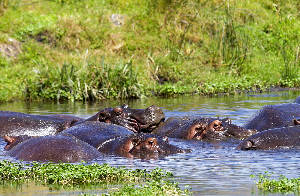 Hippopotamuses, Ngoro, Tanzania, East Africa